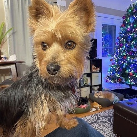 Enlarge Maggie, an adopted mixed breed in Minneapolis, MN image 1/6