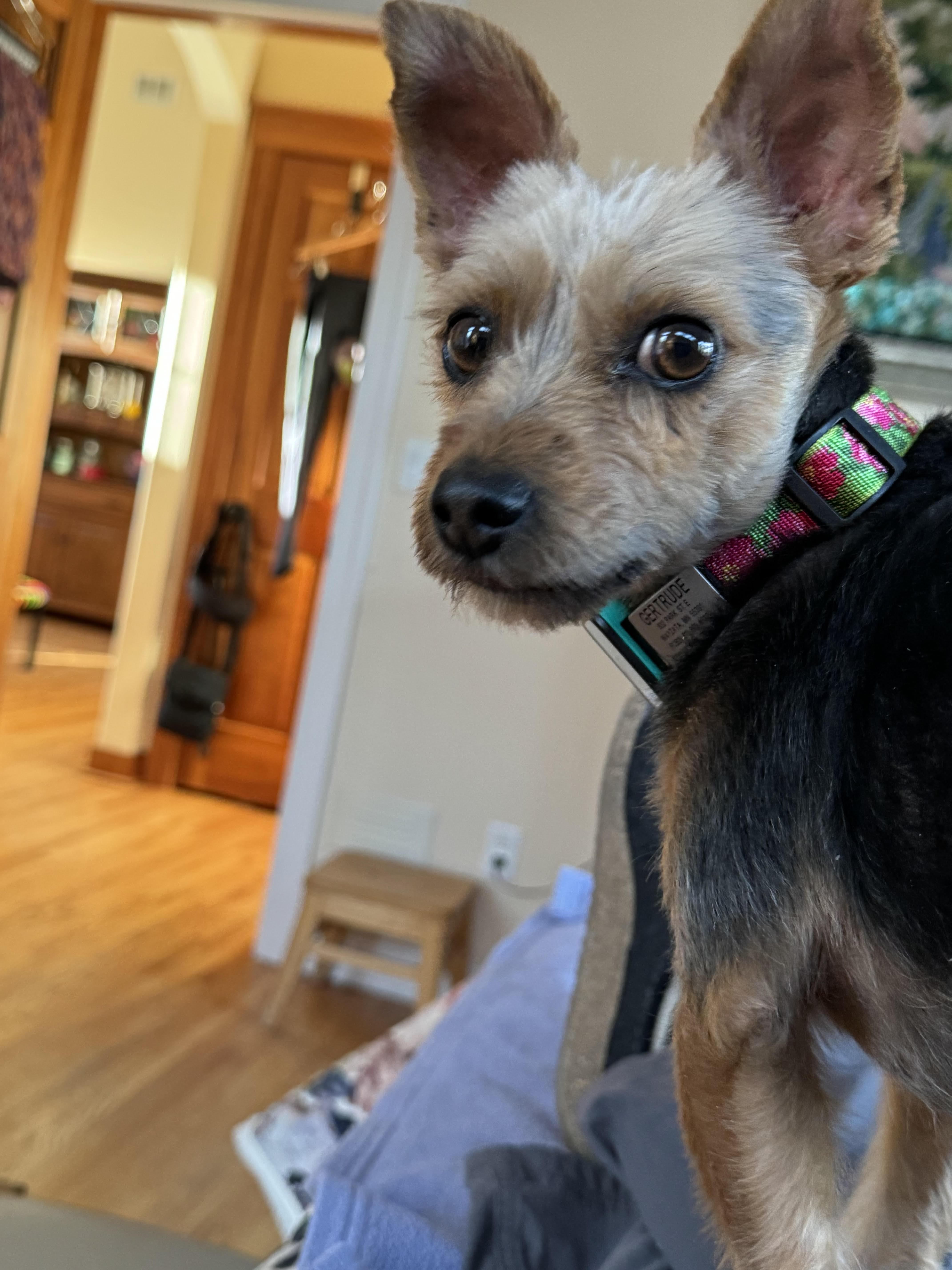Enlarge Maggie, an adopted mixed breed in Minneapolis, MN image 2/6