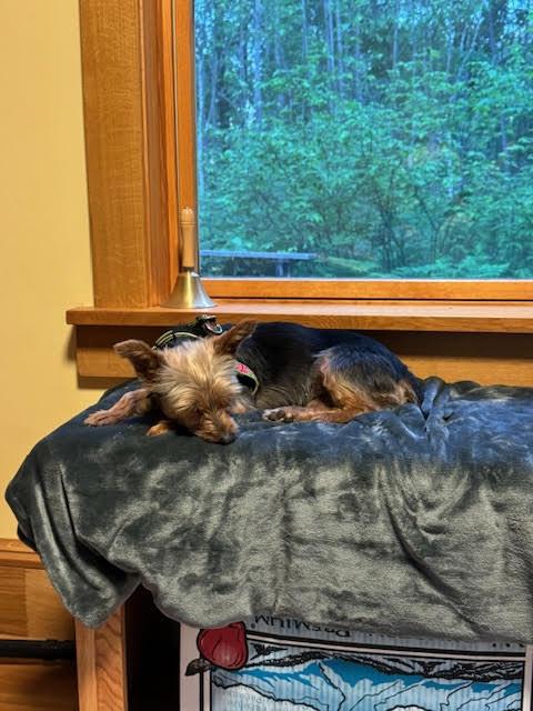 Enlarge Maggie, an adopted mixed breed in Minneapolis, MN image 6/6