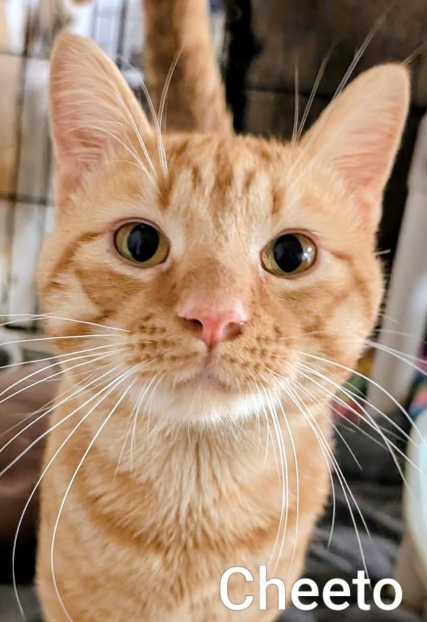 Enlarge Cheeto, a Adoptable Domestic Short Hair in Colfax, IA image 1/1