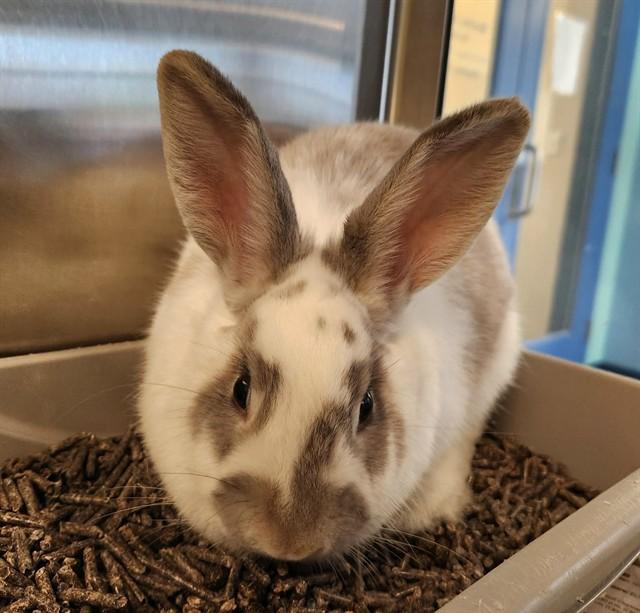 BISQUE, Adoptable, Young Female Bunny Rabbit.