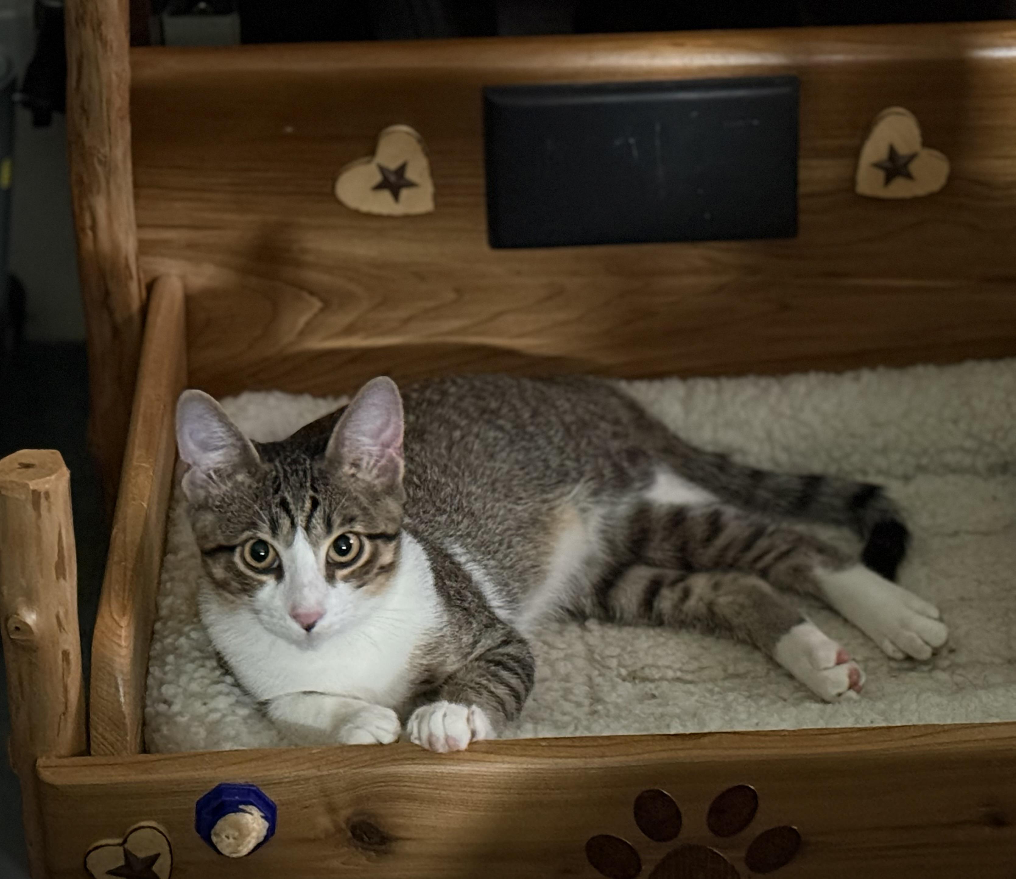 NILES, a Adoptable mixed breed in Houston, TX image 1/4