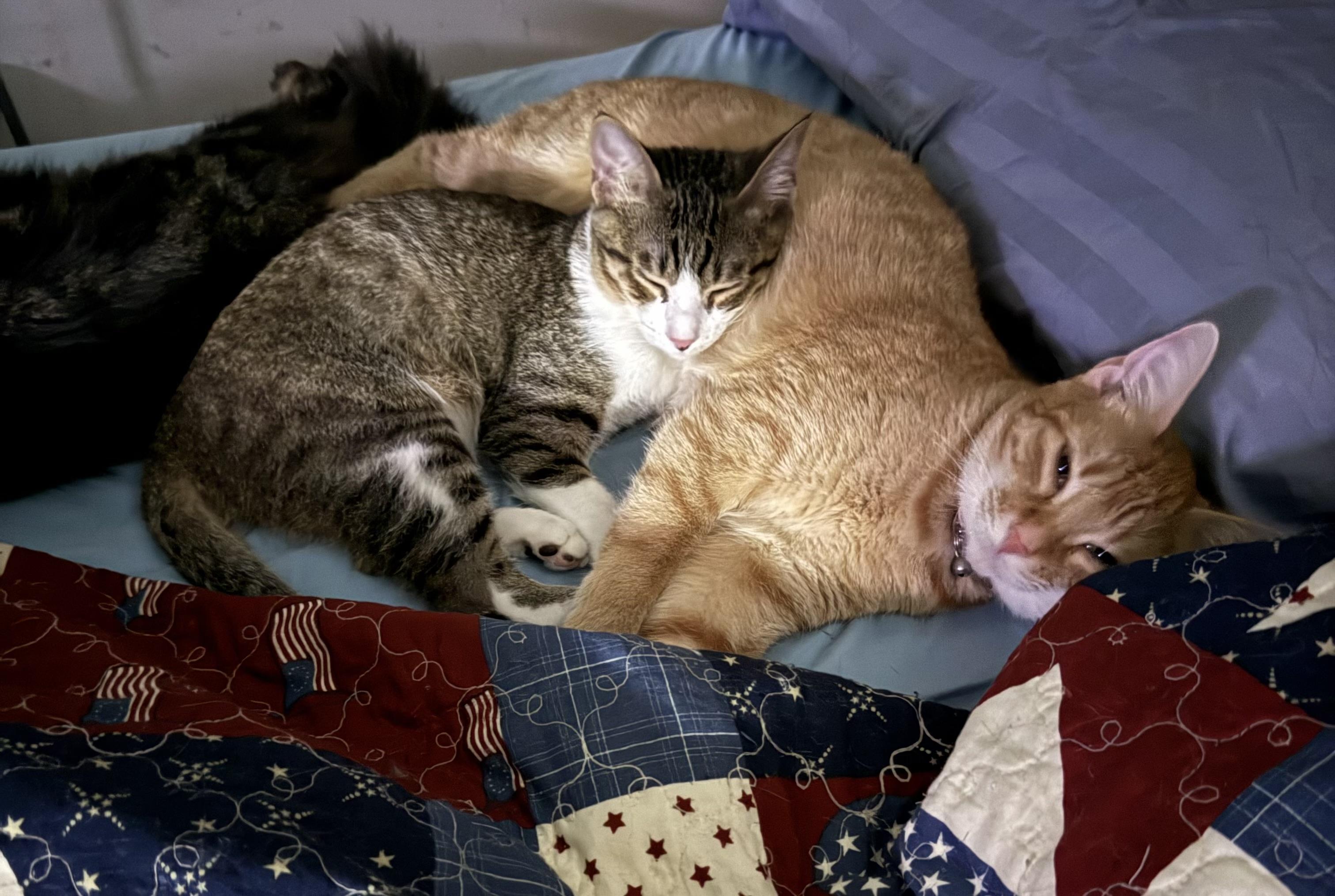 NILES, a Adoptable mixed breed in Houston, TX image 2/4