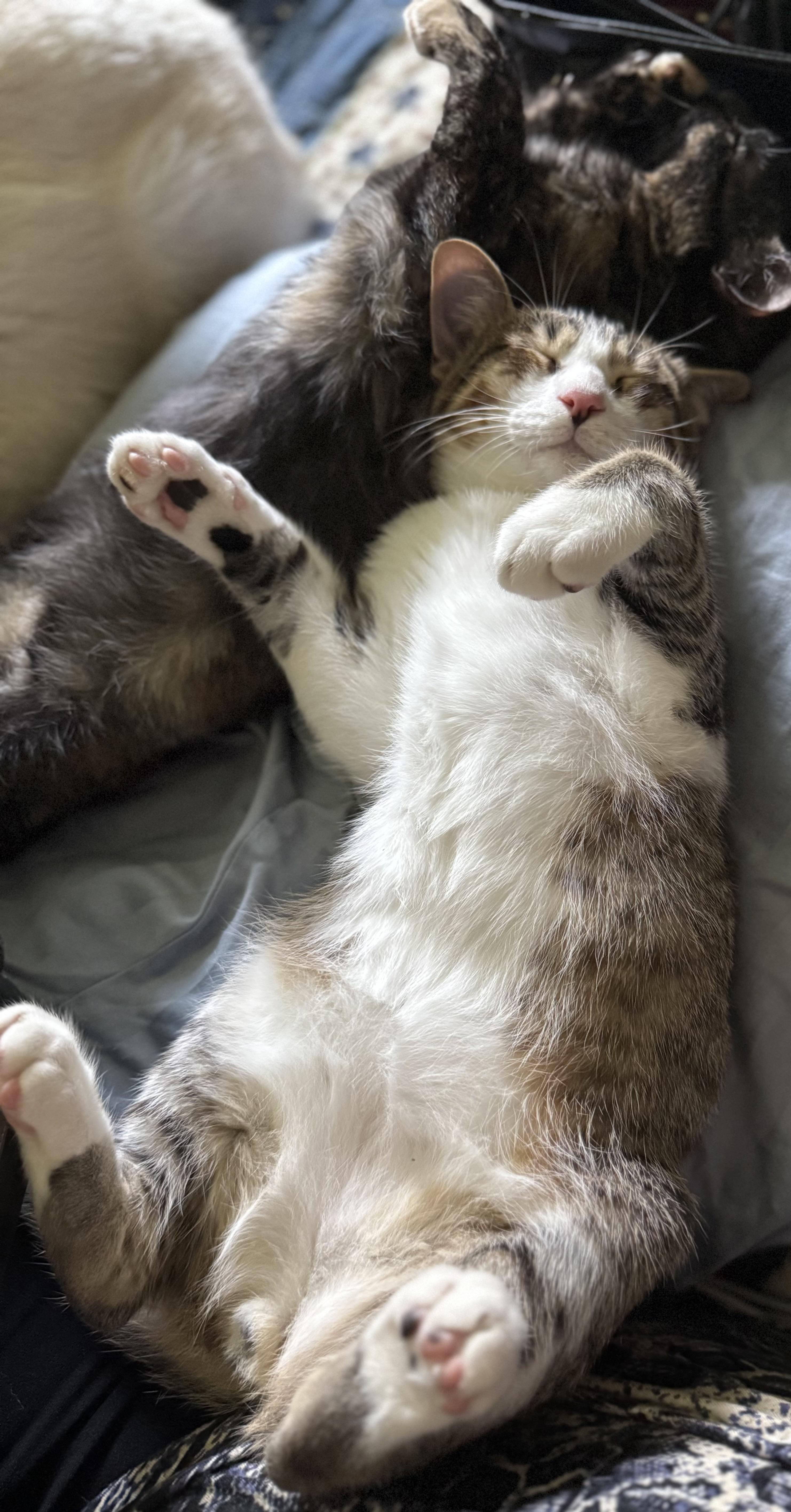 NILES, Adoptable, Kitten Male Domestic Short Hair & Tabby.