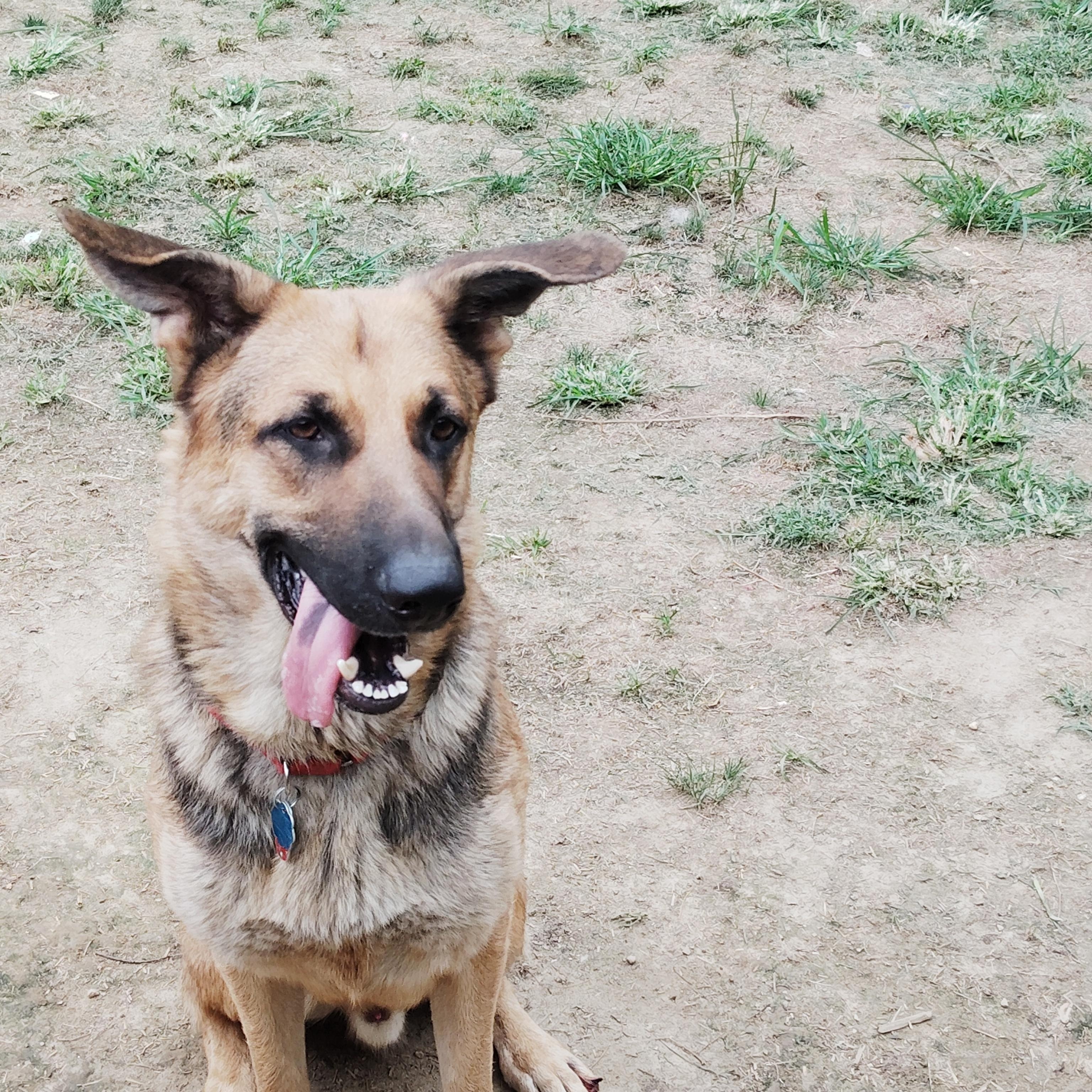 MAX!!, a Adoptable mixed breed in Wilmington, DE image 1/6