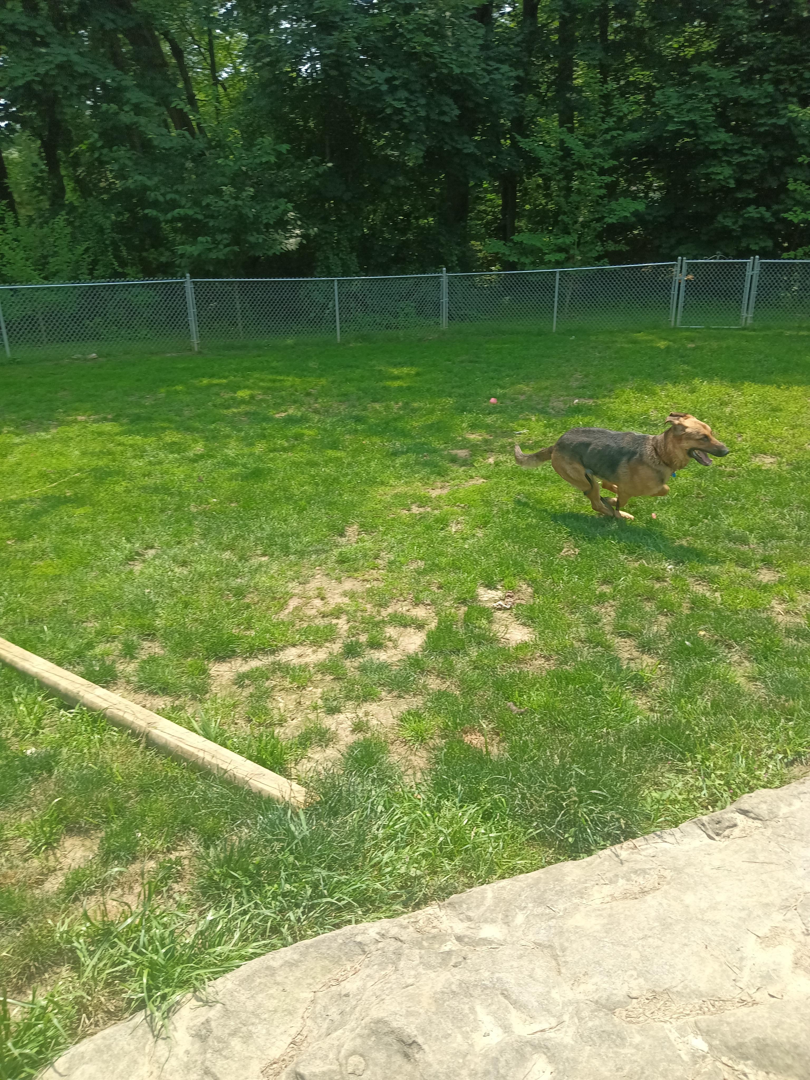 MAX!!, a Adoptable mixed breed in Wilmington, DE image 3/6