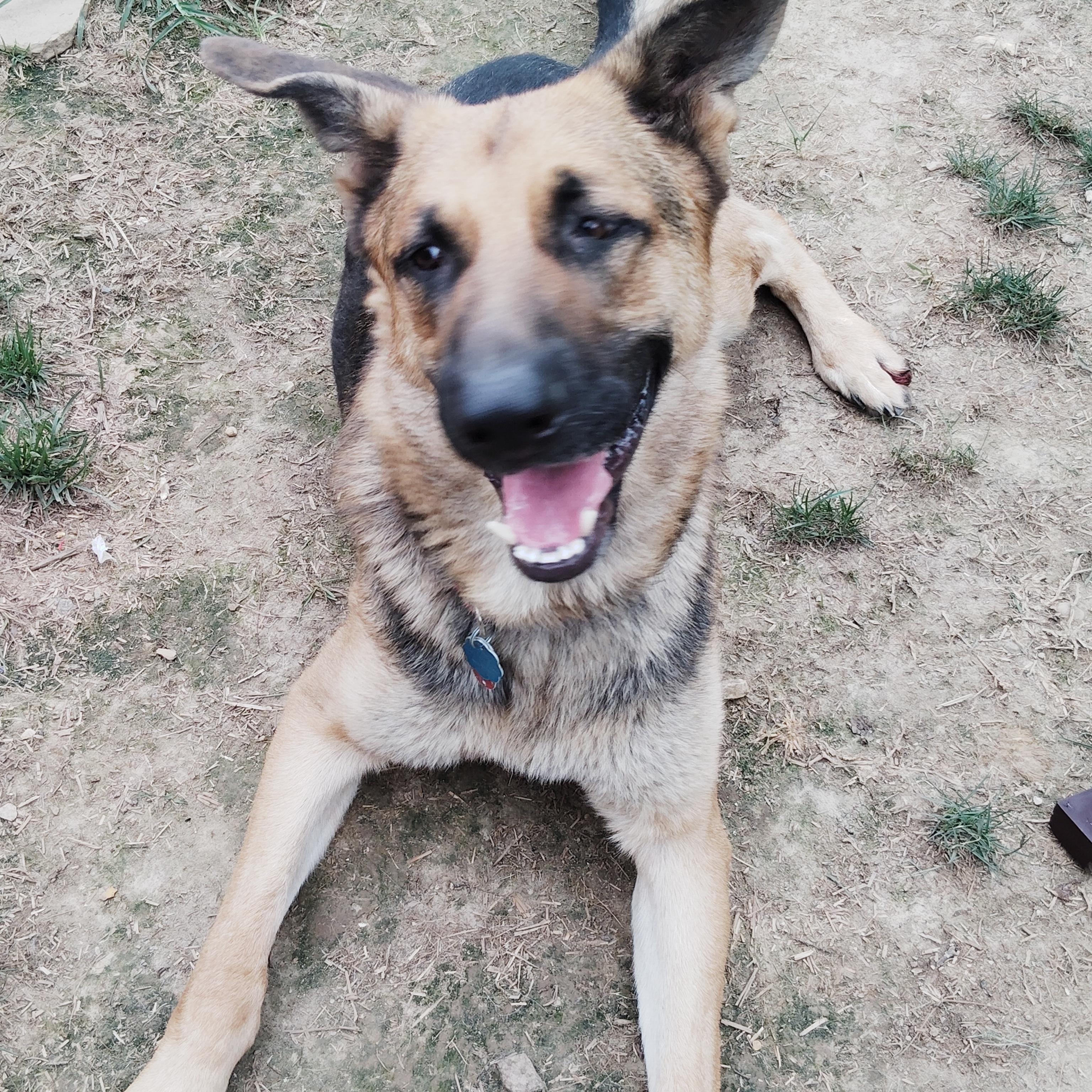 MAX!!, a Adoptable mixed breed in Wilmington, DE image 5/6