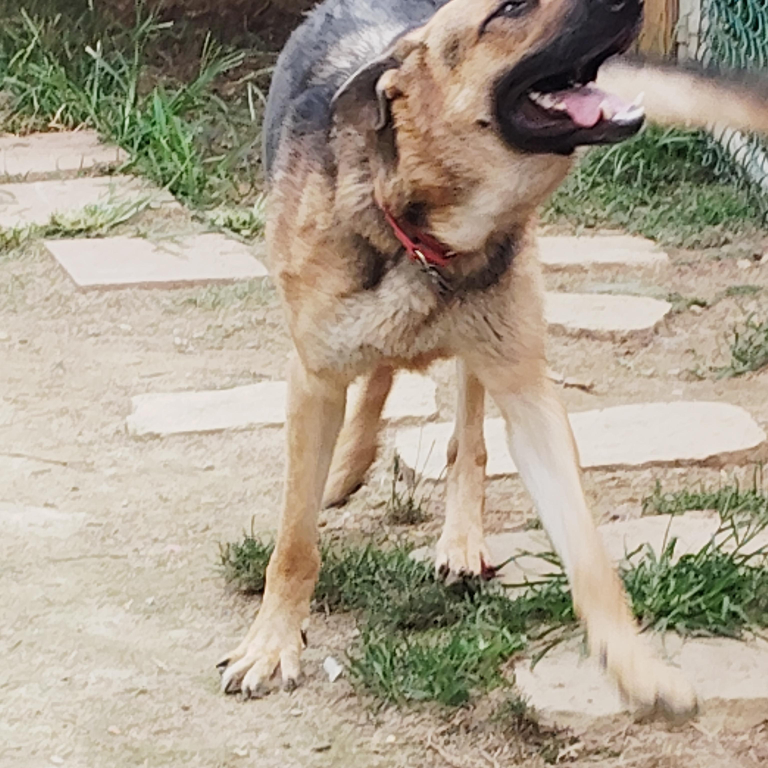 MAX!!, a Adoptable mixed breed in Wilmington, DE image 6/6