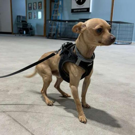 Enlarge Chito, a Adoptable Chihuahua in Harlingen, TX image 1/2