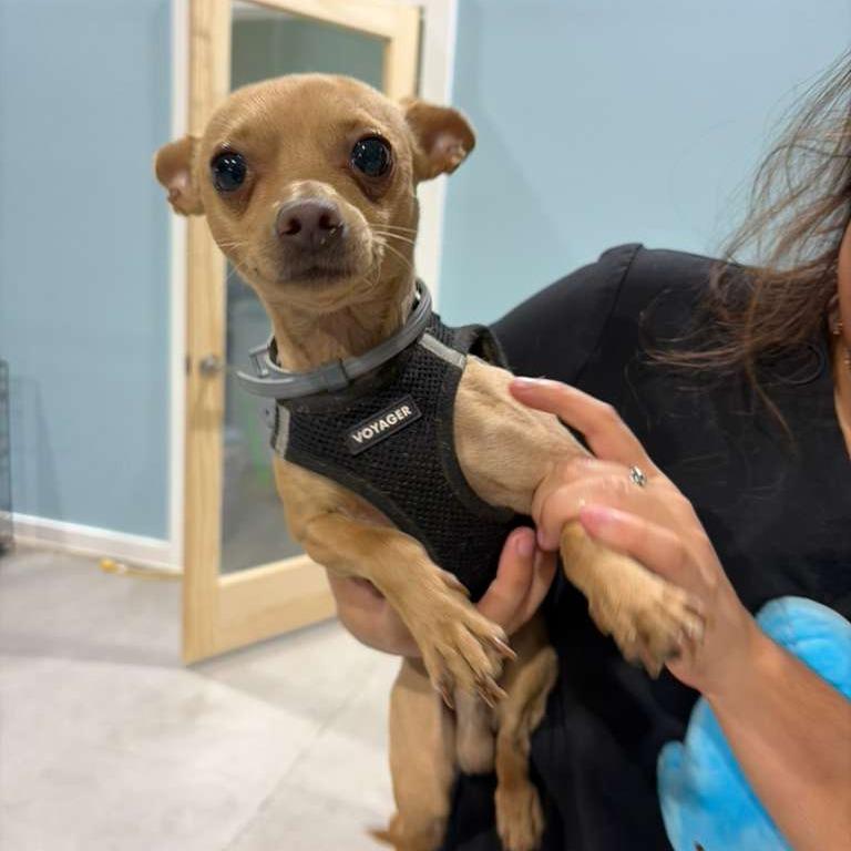 Enlarge Chito, a Adoptable Chihuahua in Harlingen, TX image 2/2