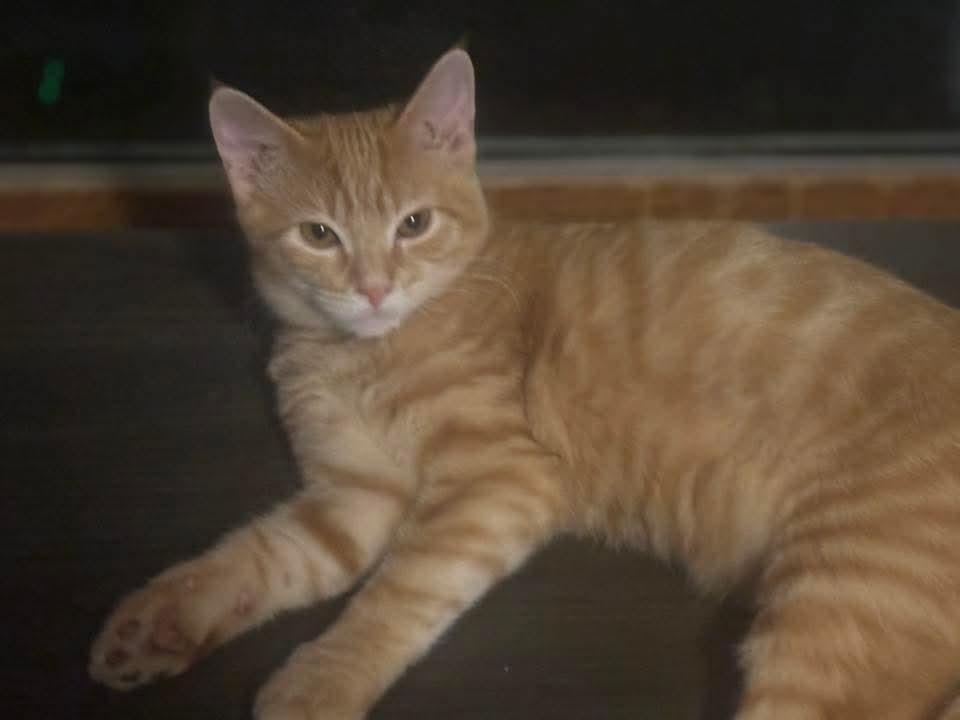 Enlarge Almond Joy, a Adoptable Domestic Short Hair in East Peoria, IL image 1/4