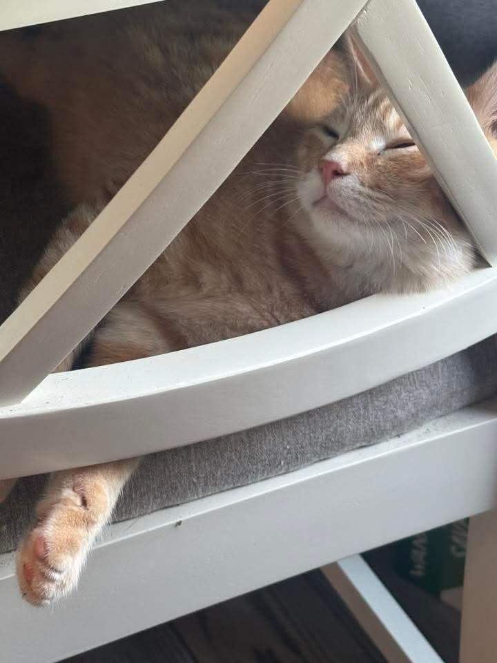 Enlarge Almond Joy, a Adoptable Domestic Short Hair in East Peoria, IL image 2/4