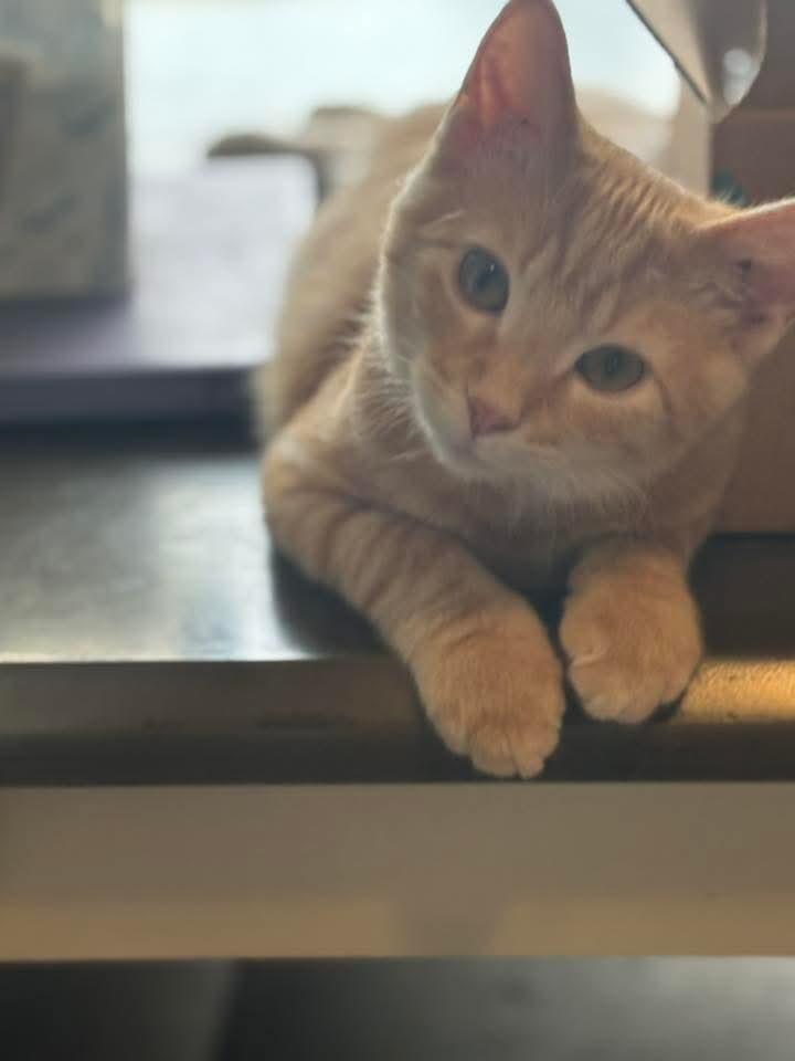 Enlarge Almond Joy, a Adoptable Domestic Short Hair in East Peoria, IL image 4/4