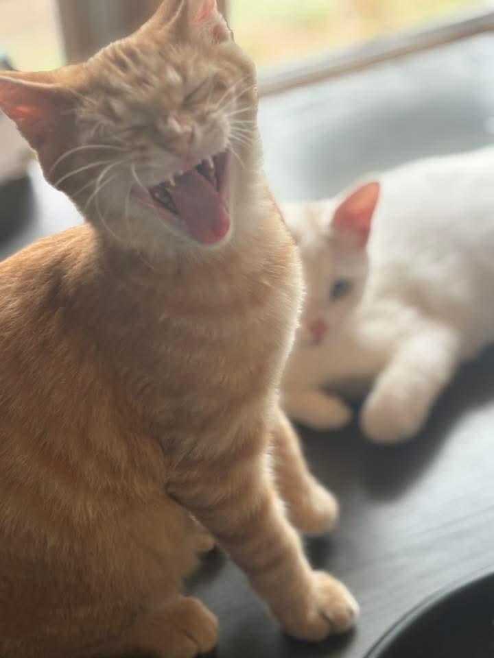 Enlarge Almond Joy, a Adoptable Domestic Short Hair in East Peoria, IL image 3/4