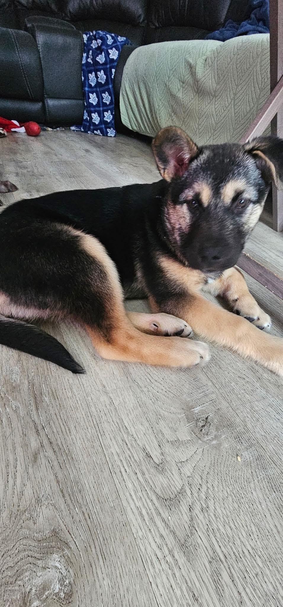 Enlarge Nico, a ADOPTABLE mixed breed in Humboldt , SK image 2/5