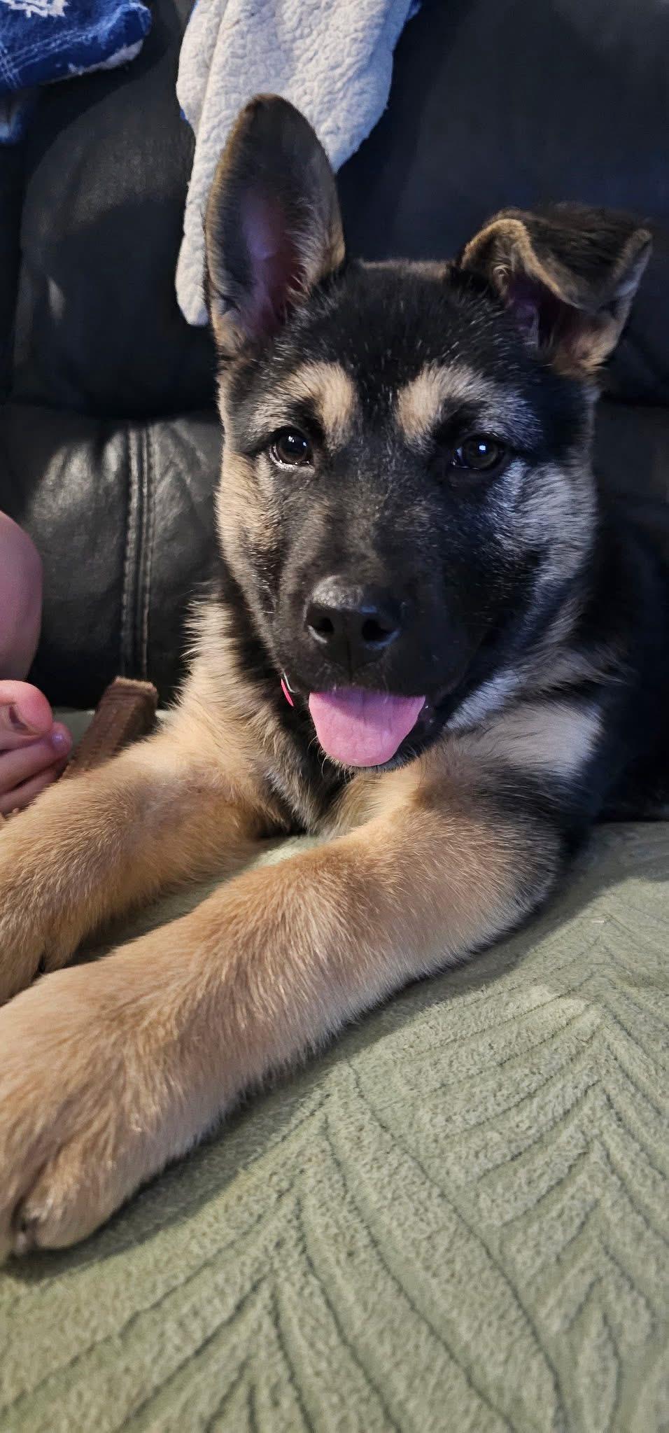 Enlarge Nico, a ADOPTABLE mixed breed in Humboldt , SK image 1/5