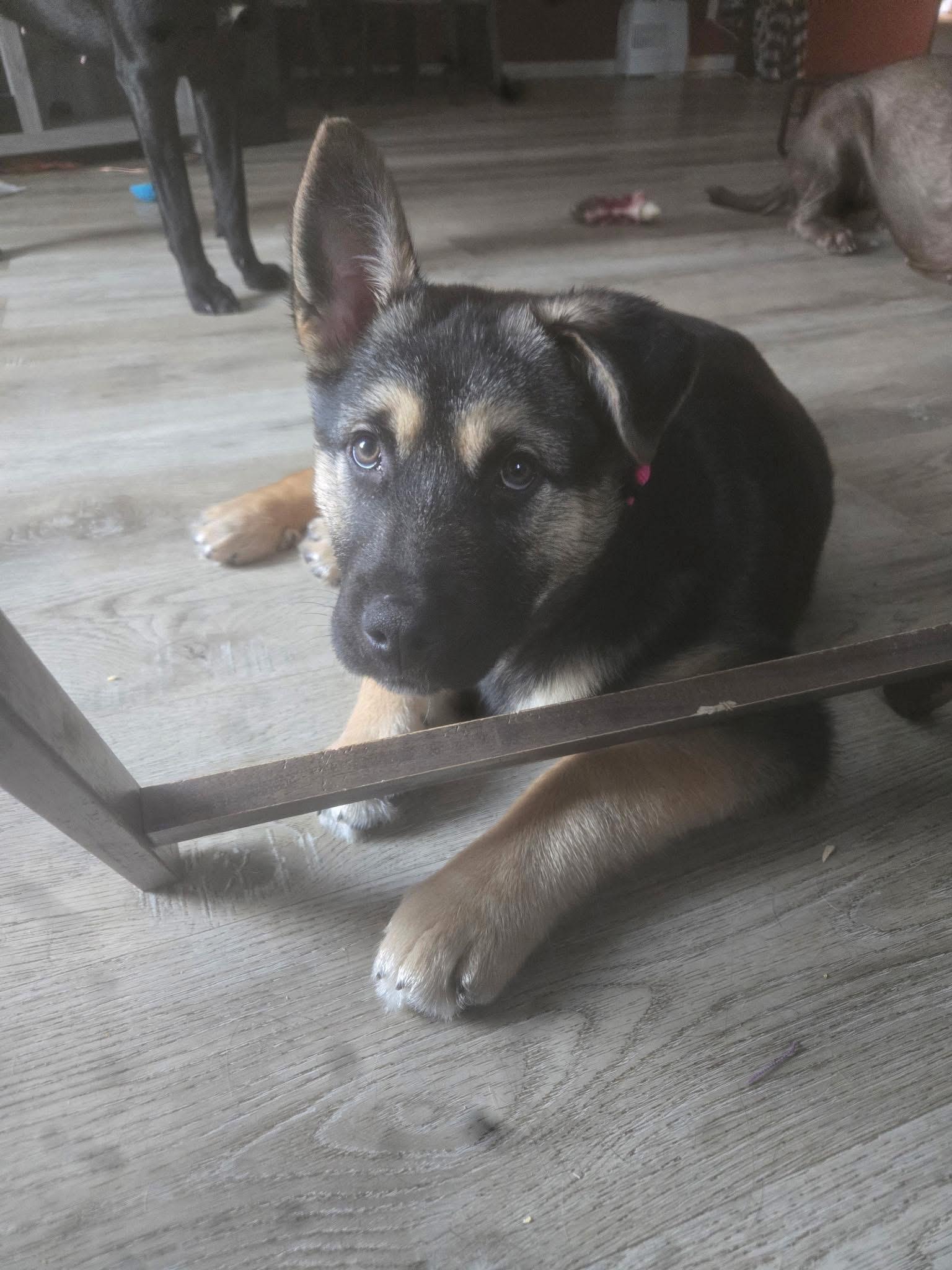 Enlarge Nico, a ADOPTABLE mixed breed in Humboldt , SK image 3/5