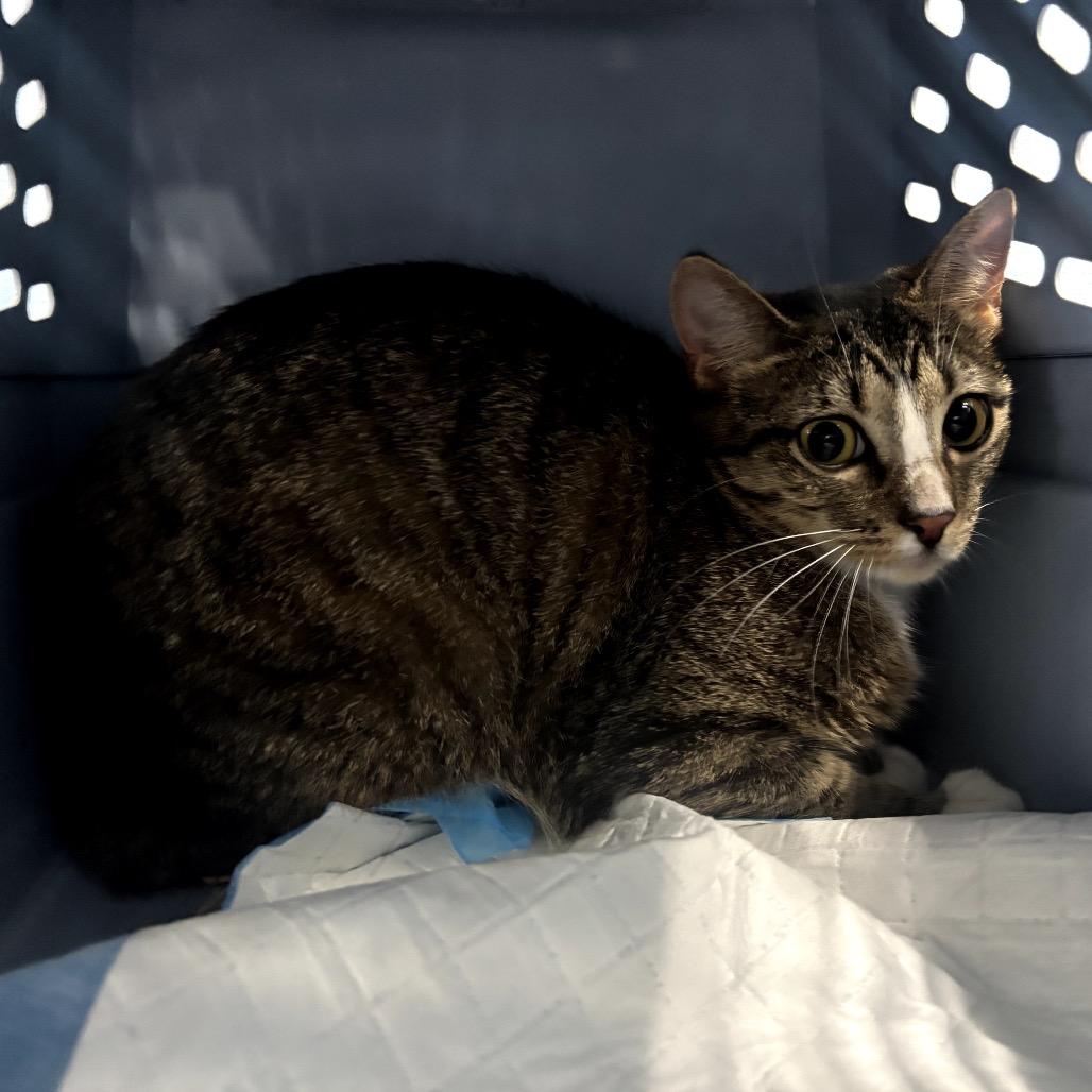 Opal, Adoptable, Young Female Domestic Short Hair.