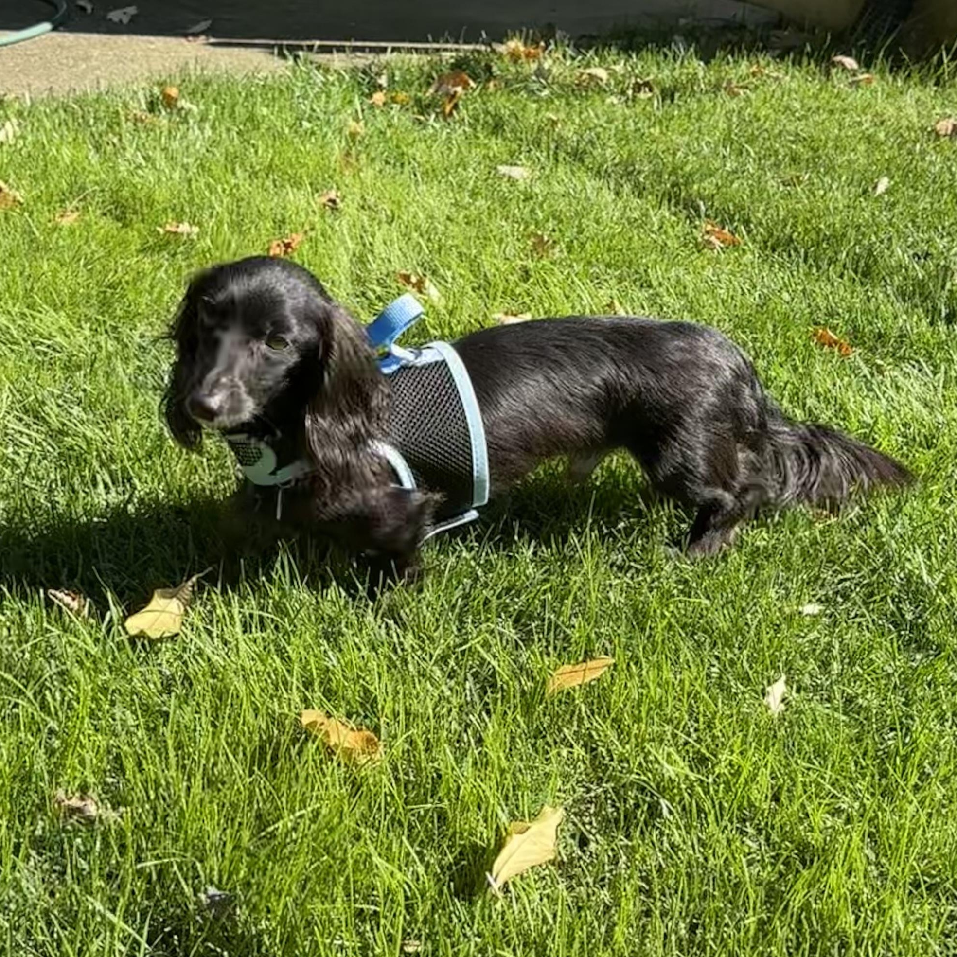 Enlarge Odin - OHIO ONLY, a Adoptable Dachshund in Lebanon, OH image 2/2