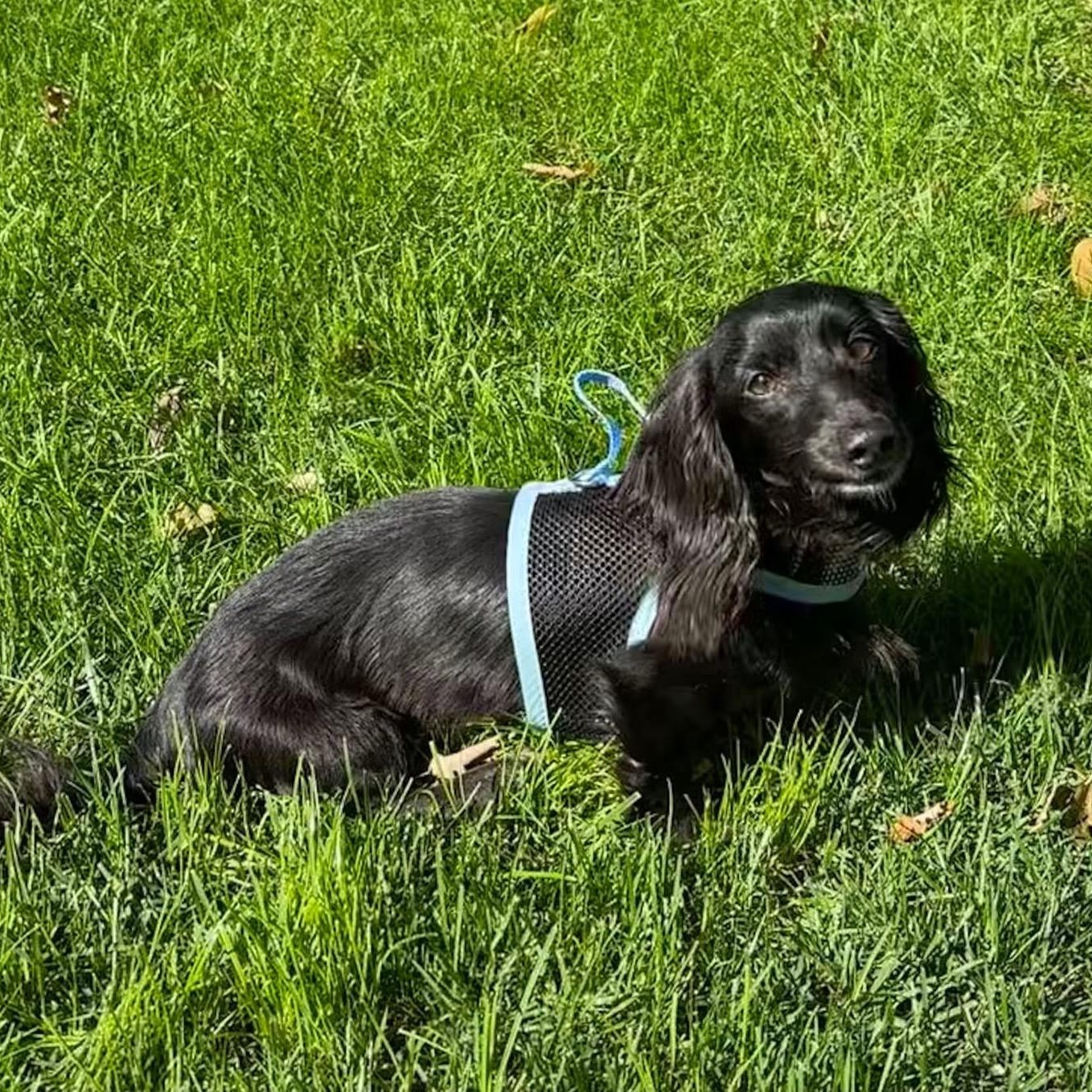 Odin - OHIO ONLY, Adoptable, Young Male Dachshund.
