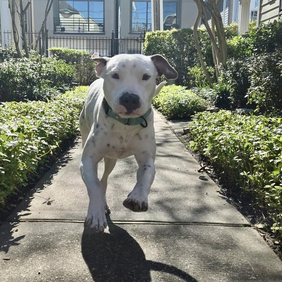 Jorge — thumbnail 2