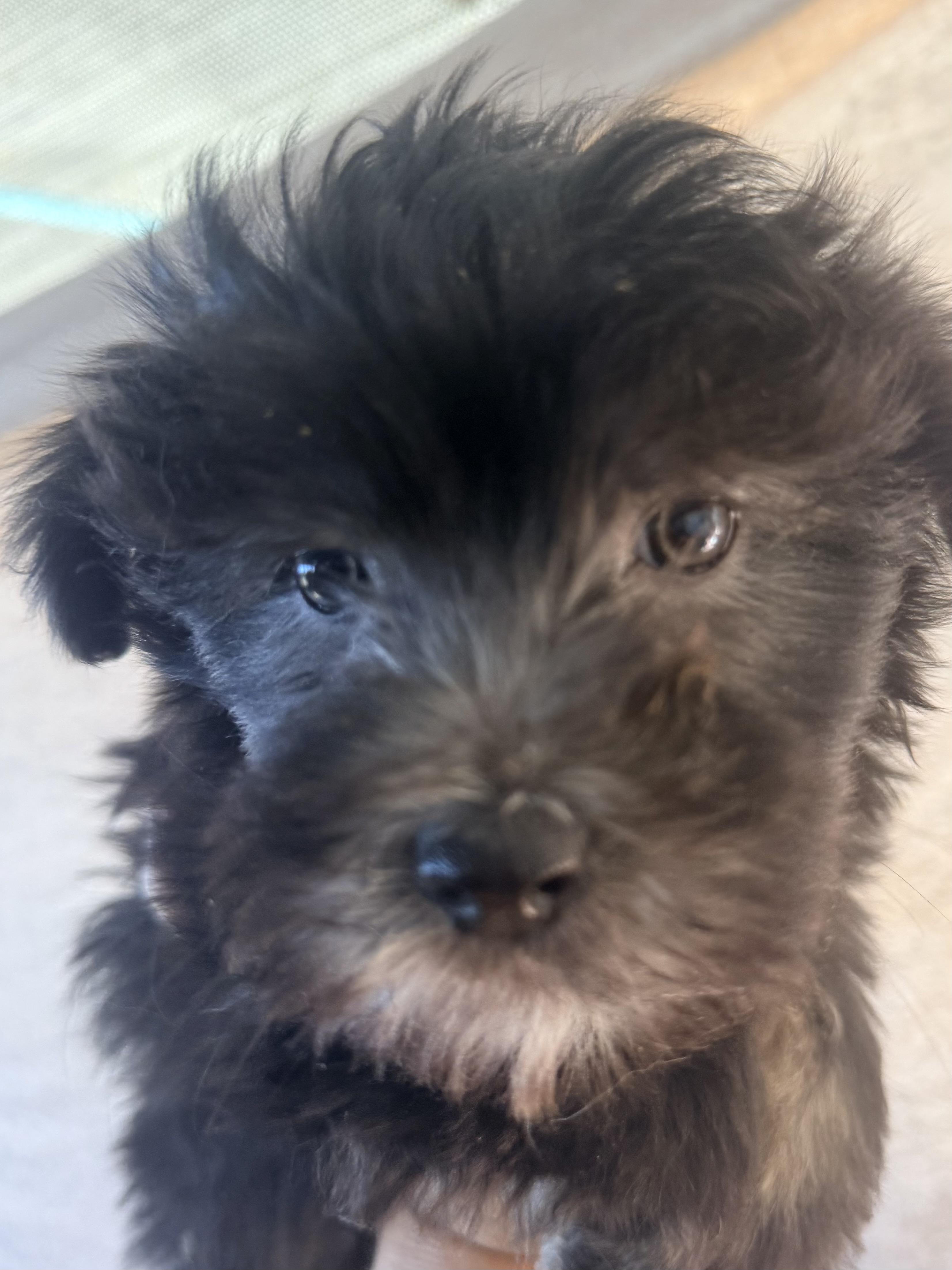 Enlarge Uncle Feater, a Adoptable mixed breed in valley springs, CA image 2/5