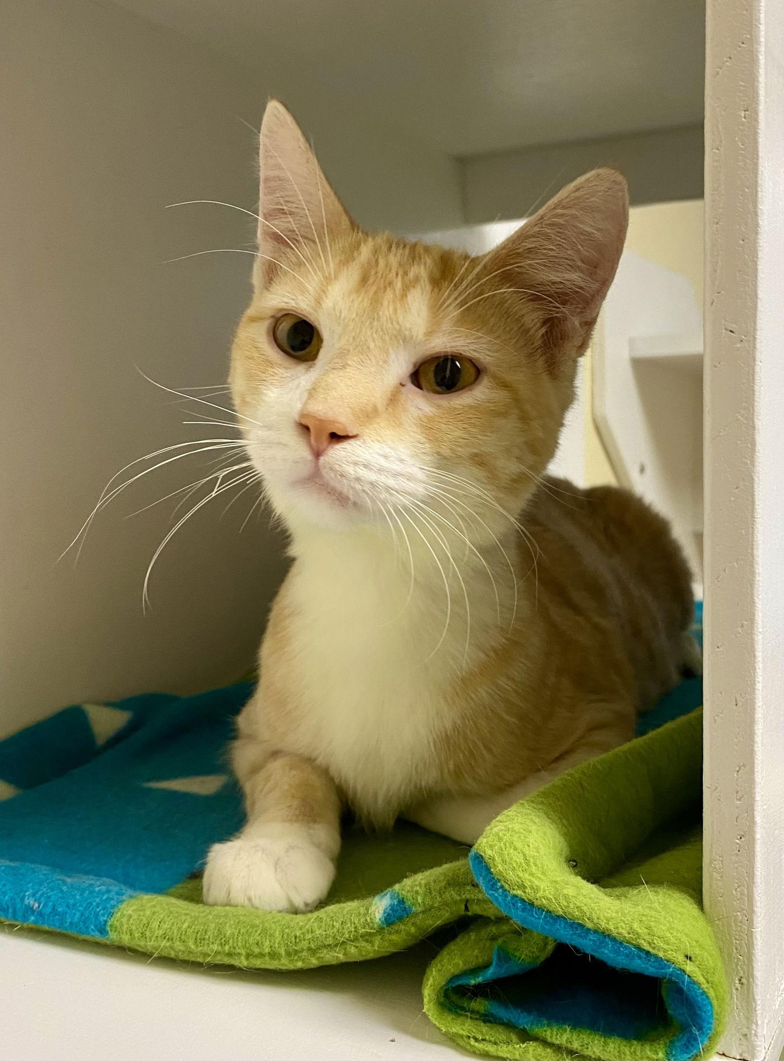 Chanterelle, Adoptable, Young Male Domestic Short Hair & Tabby.