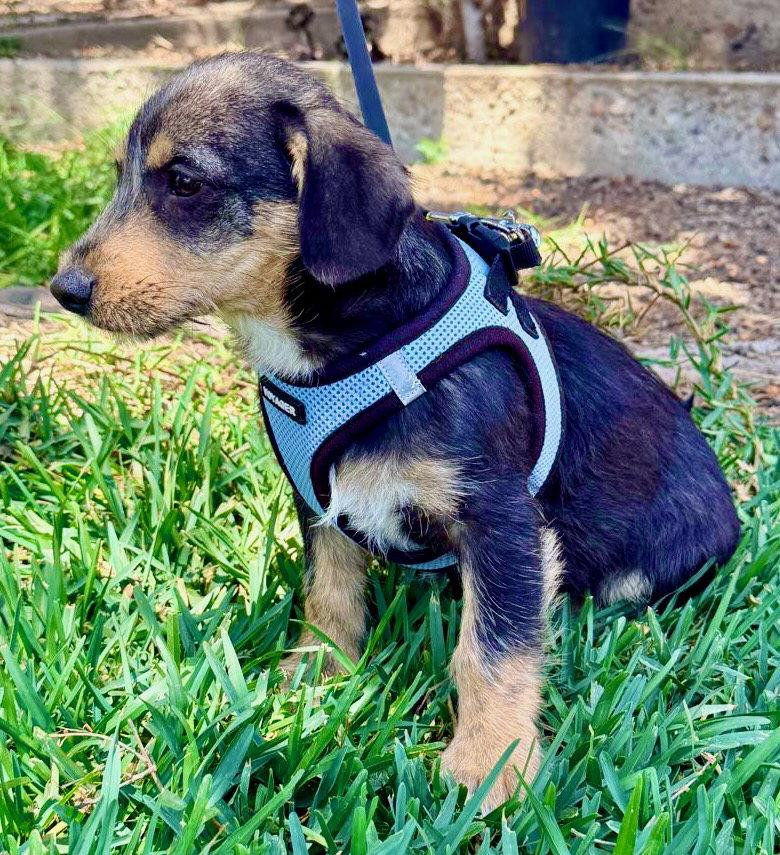 Morgan, a Adoptable mixed breed in San Diego, CA image 1/2