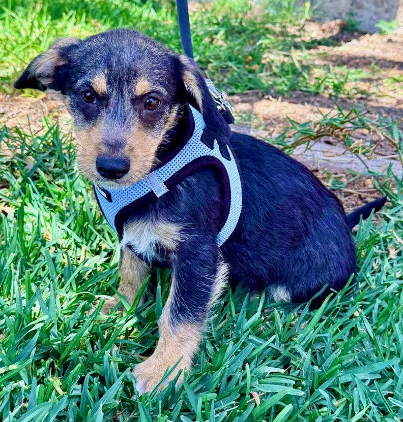 Morgan, a Adoptable mixed breed in San Diego, CA image 2/2