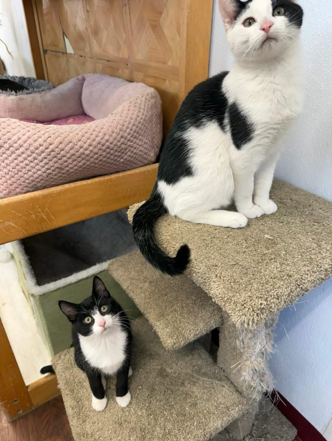 Enlarge Parker, a ADOPTABLE Domestic Short Hair in Howes Cave, NY image 3/3