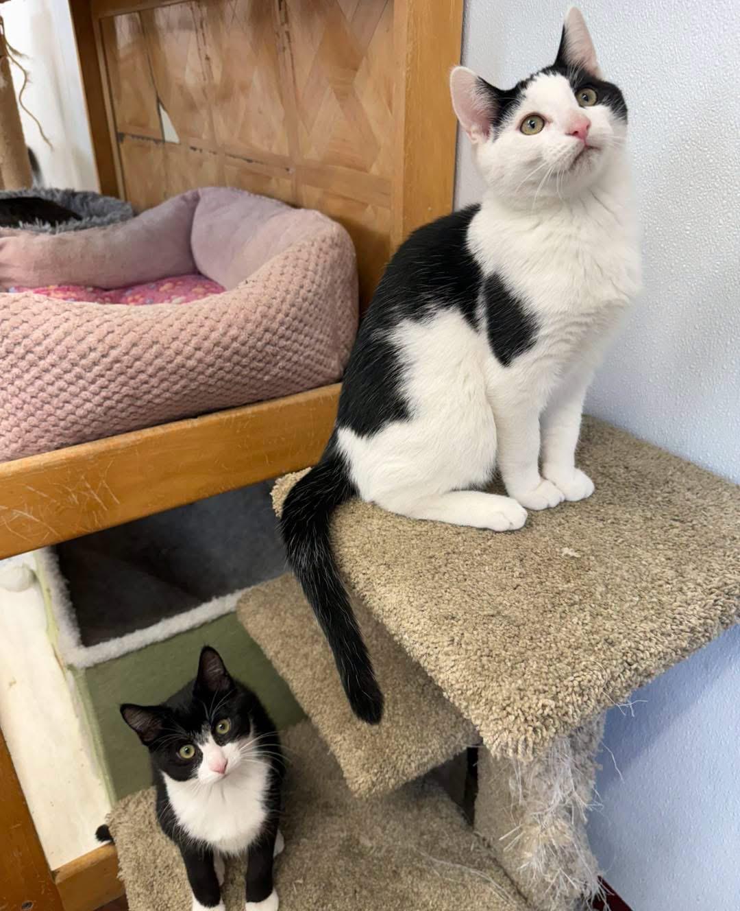 Enlarge Parker, a ADOPTABLE Domestic Short Hair in Howes Cave, NY image 2/3