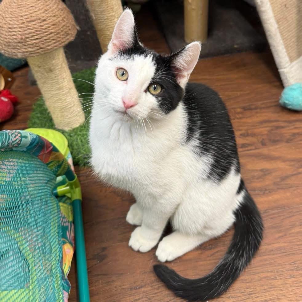 Parker, ADOPTABLE, Young Male Domestic Short Hair.