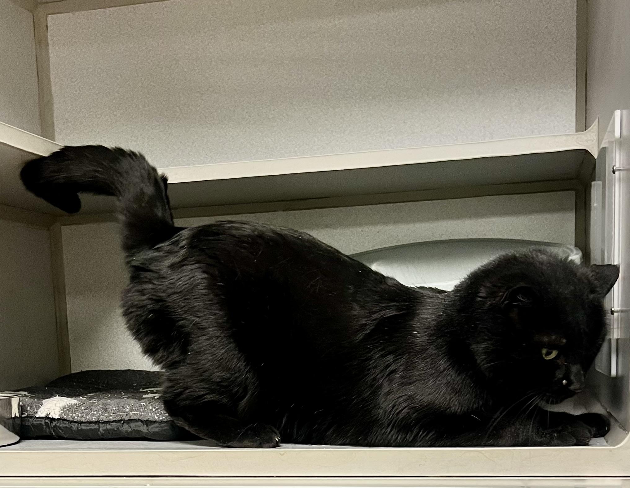 Enlarge Tuffy, a ADOPTABLE Domestic Short Hair in St. Ignace, MI image 4/4