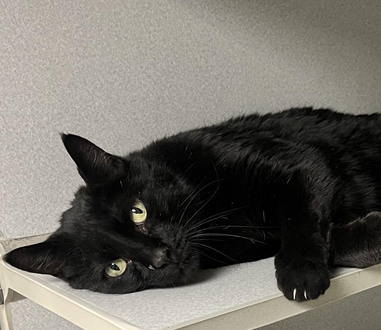 Enlarge Tuffy, a ADOPTABLE Domestic Short Hair in St. Ignace, MI image 1/4