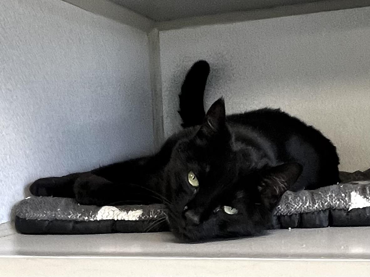 Enlarge Tuffy, a ADOPTABLE Domestic Short Hair in St. Ignace, MI image 3/4