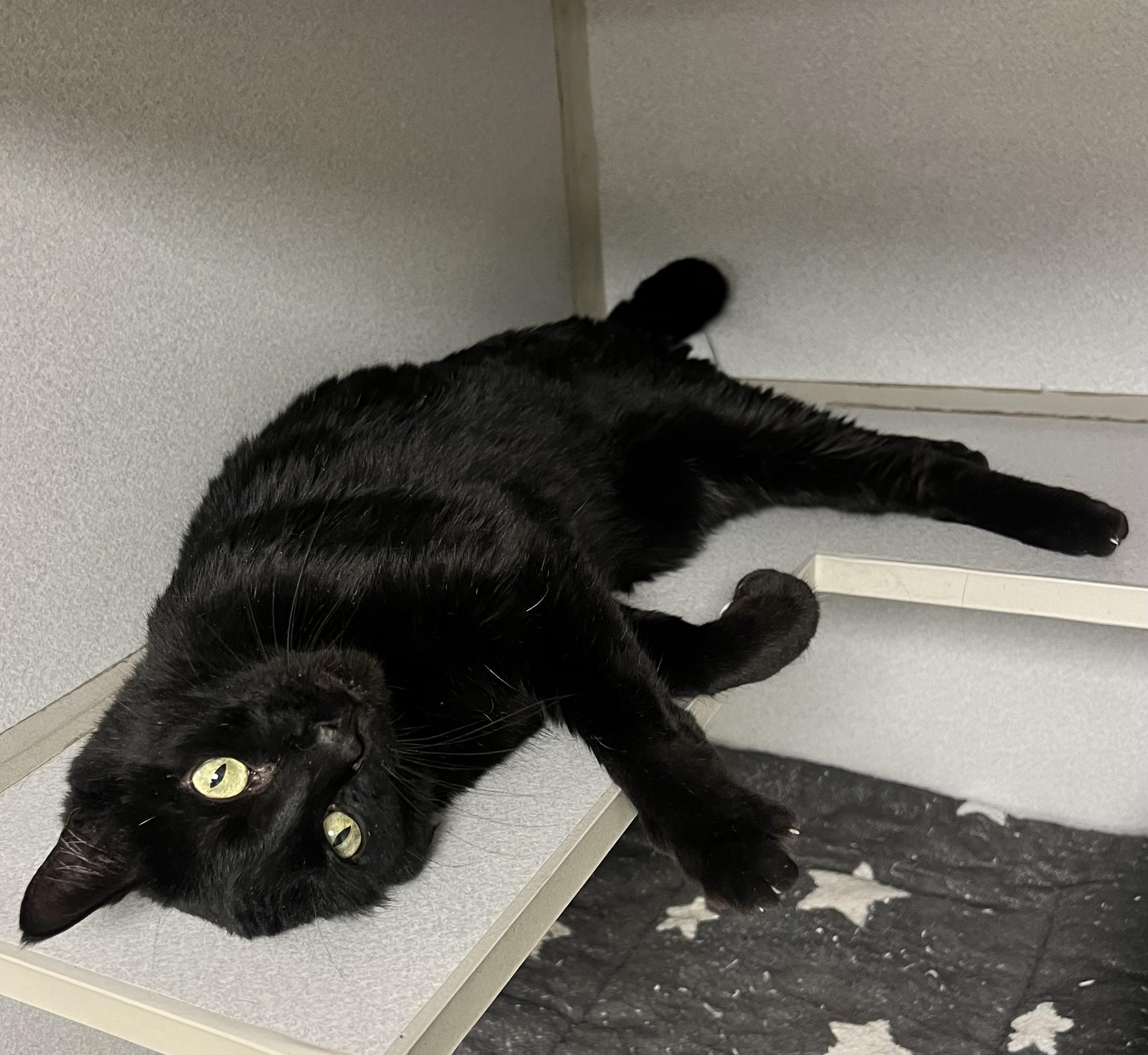 Enlarge Tuffy, a ADOPTABLE Domestic Short Hair in St. Ignace, MI image 2/4