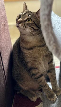 Enlarge Mistie, a Adoptable Domestic Short Hair in Sistersville, WV image 2/3