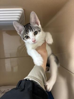 Enlarge Molly, an adopted Domestic Short Hair in Blue Springs, MO image 1/1