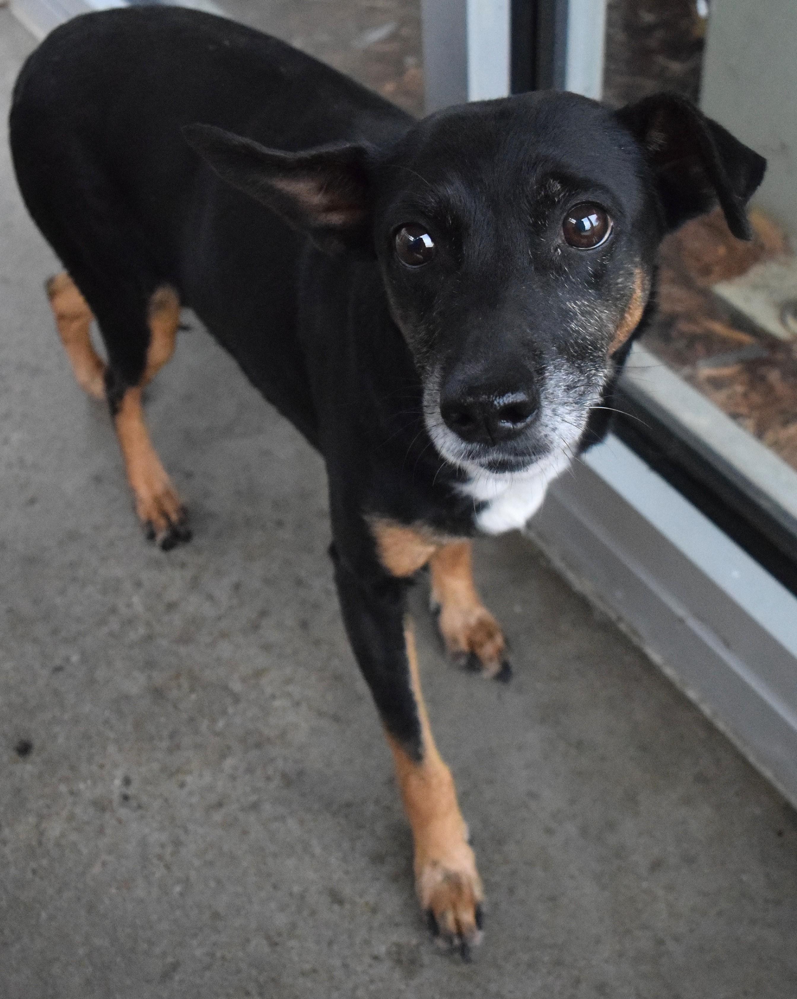 22234, adopted, Adult Female Terrier.