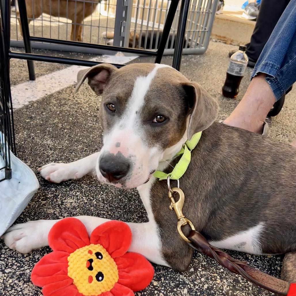 Enlarge Benny Smiles, a Adoptable mixed breed in Joliet, IL image 1/6