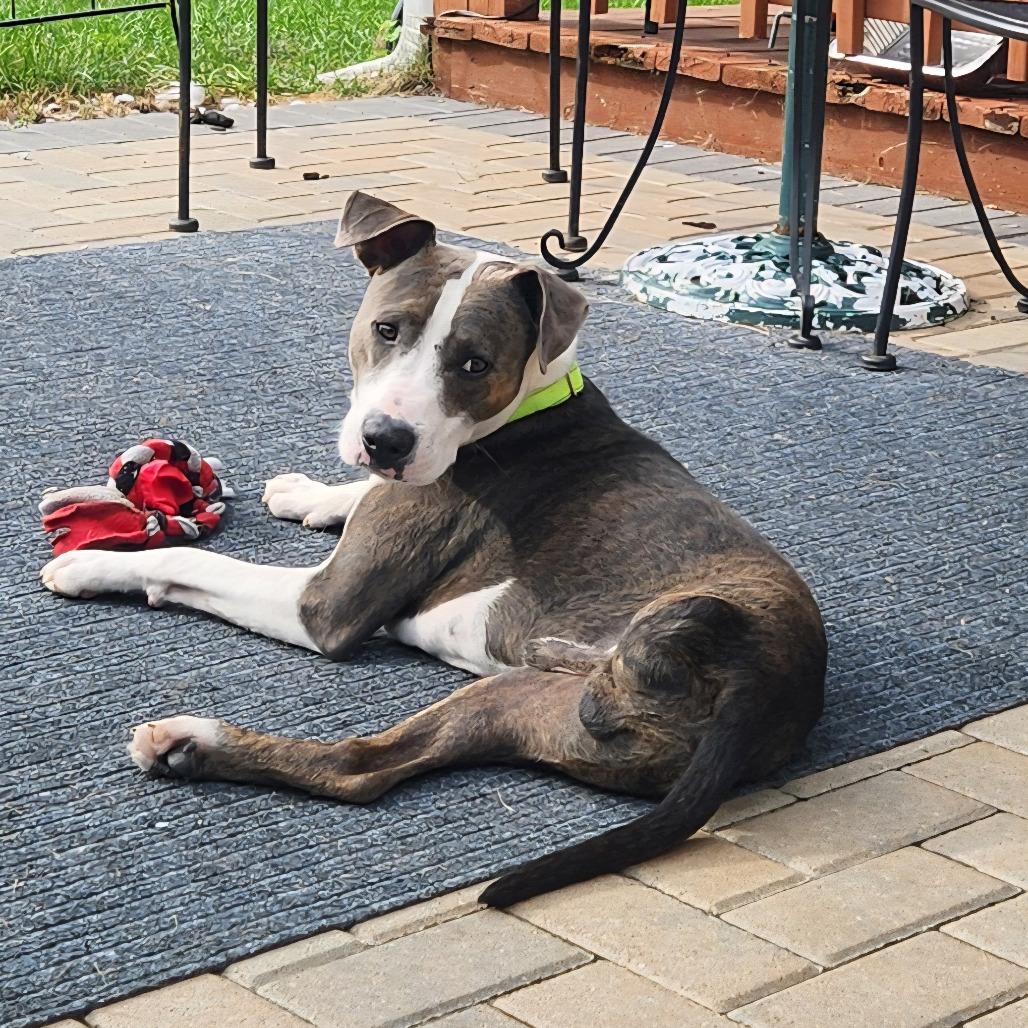 Enlarge Benny Smiles, a Adoptable mixed breed in Joliet, IL image 2/6