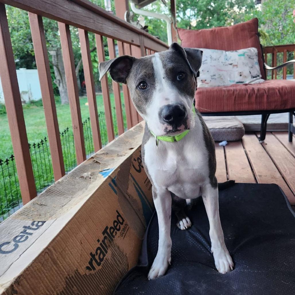 Enlarge Benny Smiles, a Adoptable mixed breed in Joliet, IL image 3/6