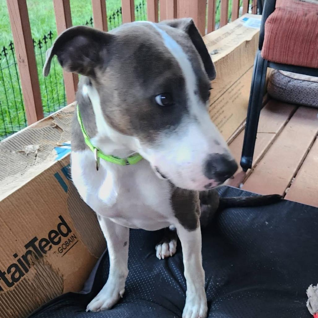 Enlarge Benny Smiles, a Adoptable mixed breed in Joliet, IL image 4/6