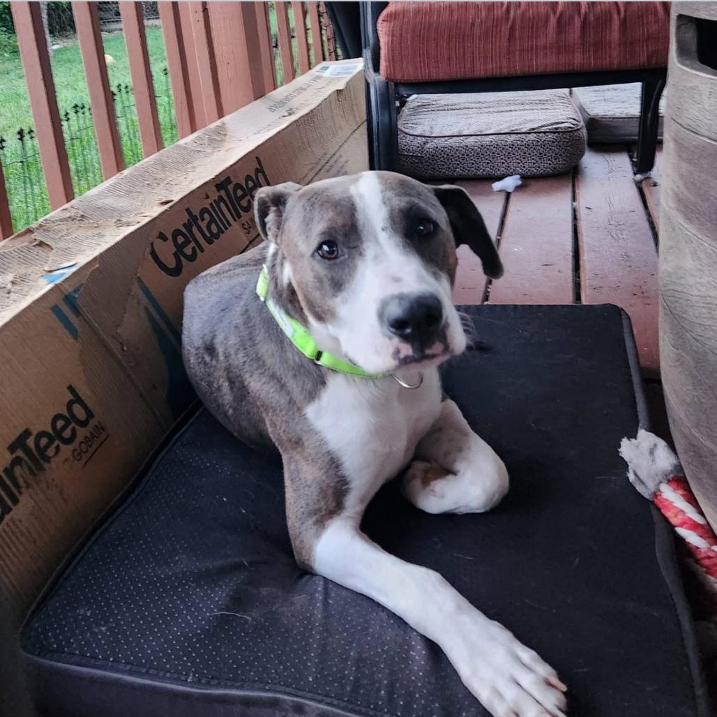 Enlarge Benny Smiles, a Adoptable mixed breed in Joliet, IL image 5/6