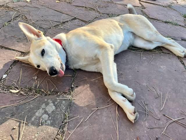 Krissy, a Adoptable mixed breed image 2/3