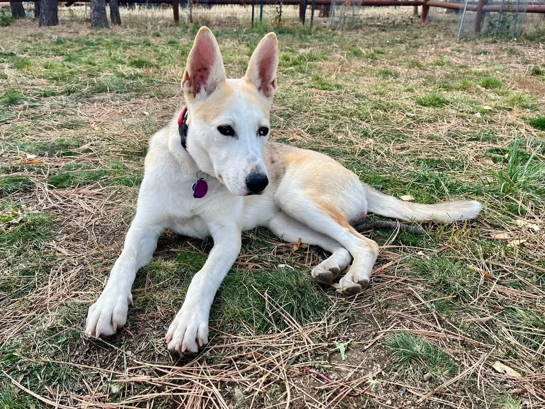 Krissy, a Adoptable mixed breed image 1/3