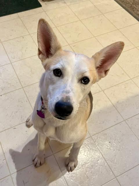 Krissy, a Adoptable mixed breed image 3/3