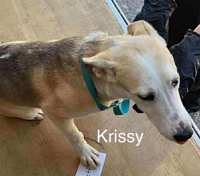 Krissy