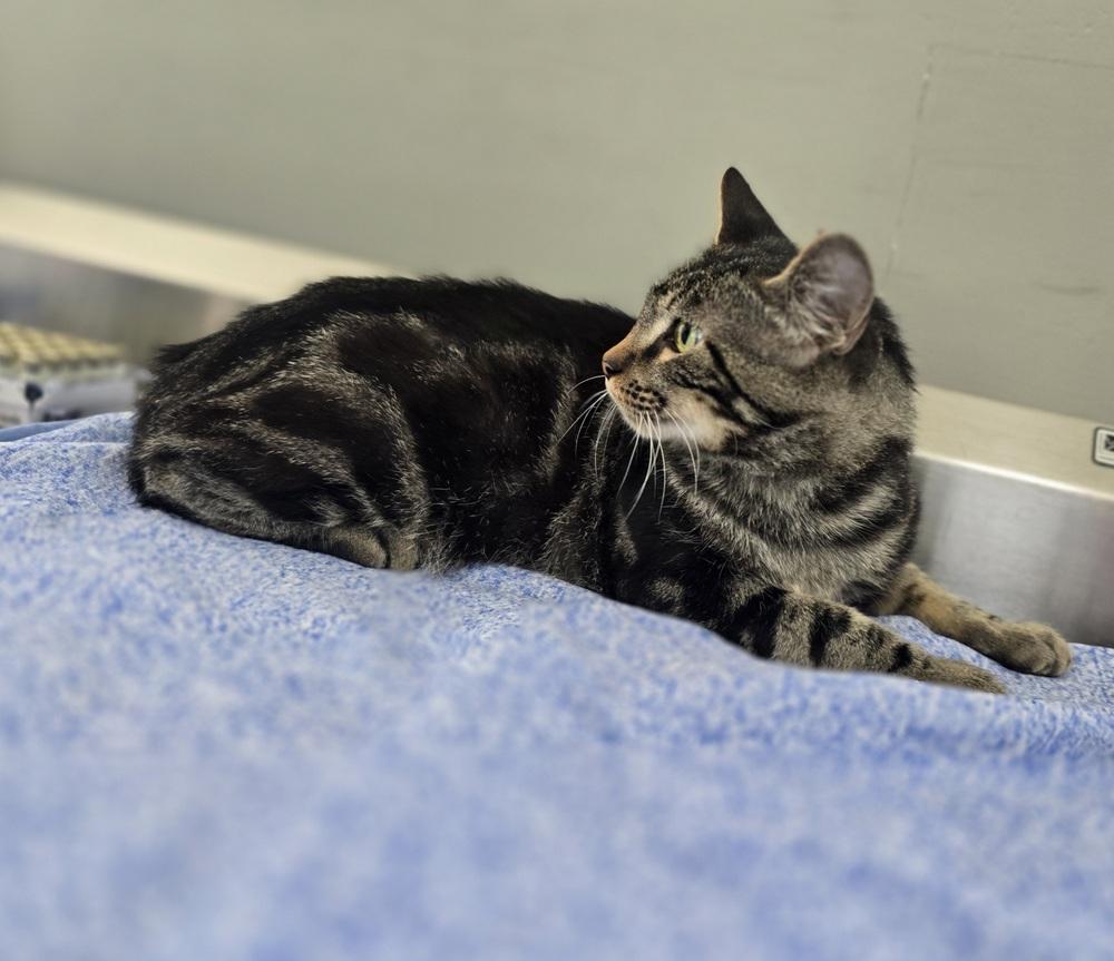Enlarge Reid, a Adopted Domestic Short Hair in Dickson, TN image 1/3