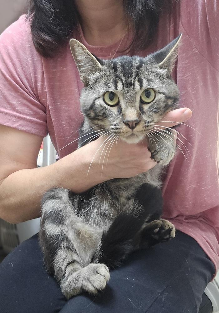 Enlarge Reid, a Adopted Domestic Short Hair in Dickson, TN image 2/3